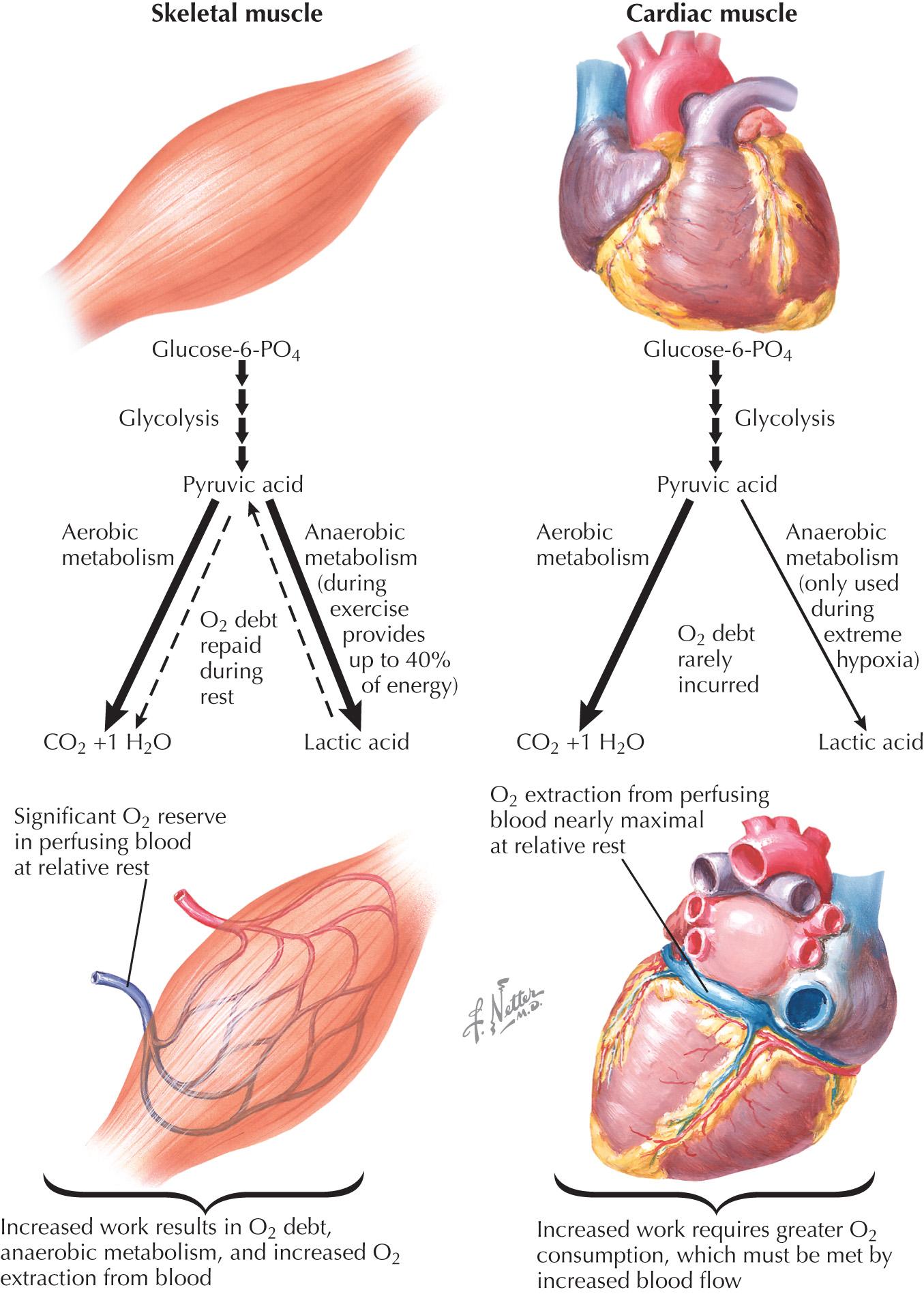 FIG 19.1, Oxygentilization in Skeletal and Cardiac Muscles.