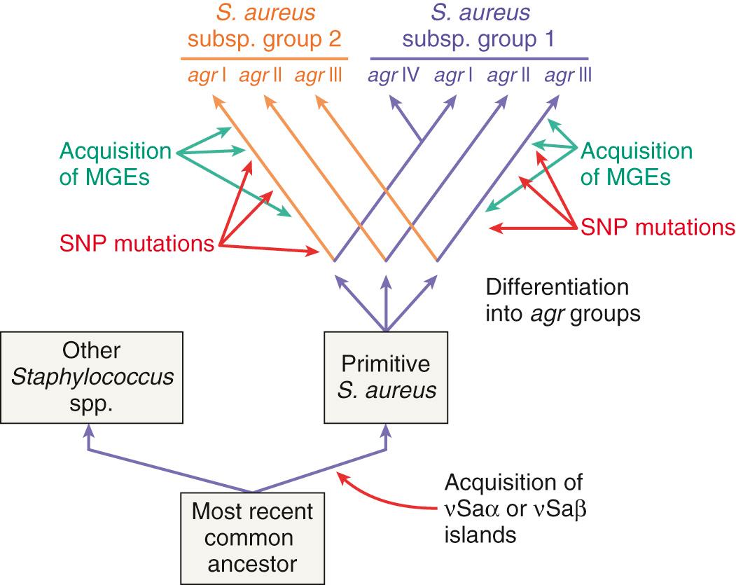 FIG. 194.11, Molecular evolution of Staphylococcus spp. into species and subspecies.