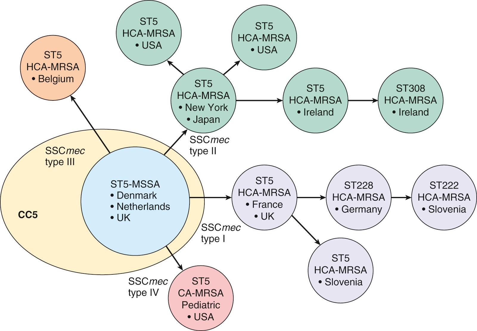FIG. 194.2, Evolution of methicillin-susceptible Staphylococcus aureus (MSSA) into methicillin-resistant S. aureus (MRSA) as exemplified by sequence type 5 (ST5) .