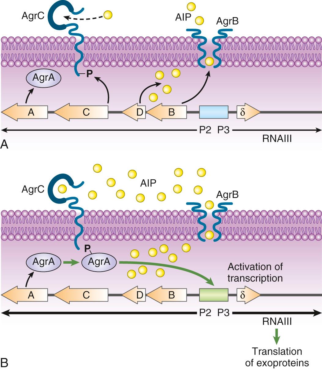 FIG. 194.3, Schematic representation of Staphylococcus aureus global regulatory system agr (accessory gene regulator).