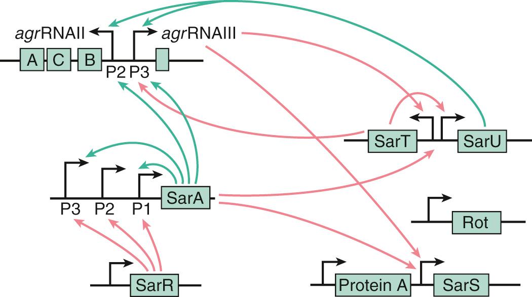 FIG. 194.4, Regulatory network of agr and Sar family of DNA-binding proteins.