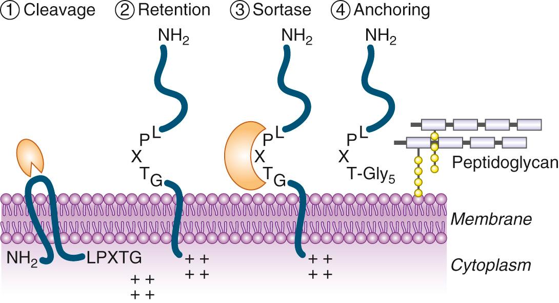 FIG. 194.6, Anchoring of gram-positive surface proteins to peptidoglycan through sortase-mediated processing of LPXTG consensus motif.