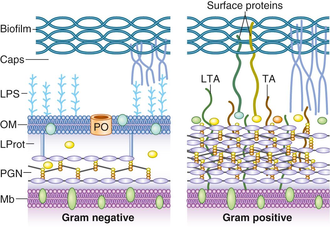 FIG. 194.7, Schematic representation of gram-negative (left) and gram-positive (right) bacterial envelopes.