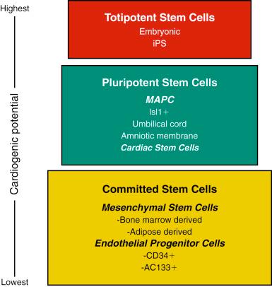 Fig. 61.2, Different stem cell populations of interest for myocardial repair stratified by the differentiation capacity of the given populations. iPS , Induced pluripotent stem cells; MAPCs , multipotent adult progenitor cells.