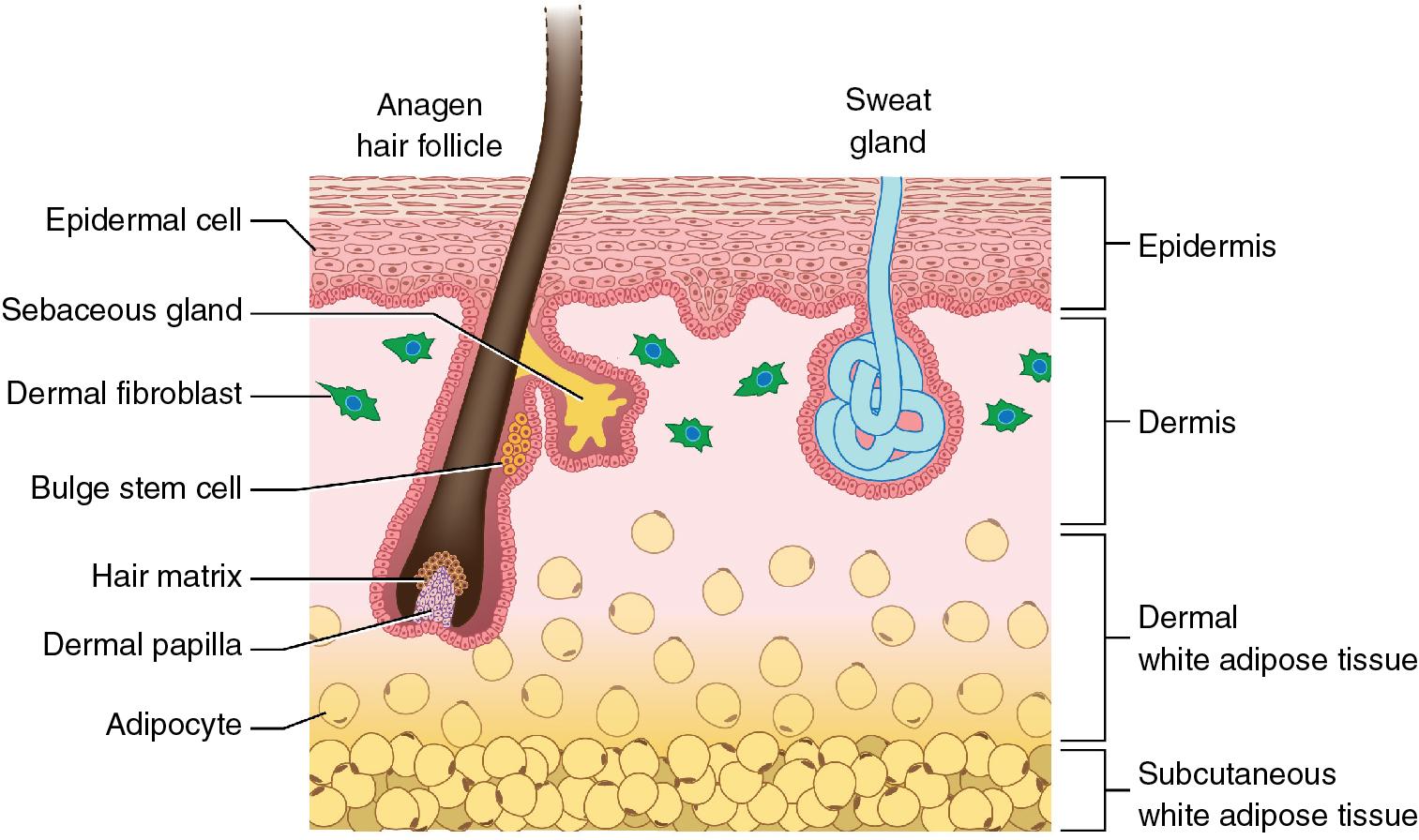 Fig. 13.3, White adipose tissue (WAT) in the dermis is closely associated with hair follicles and remodels with the hair cycle (i.e., thickening around follicles during anagen and thinning during the transition from catagen to telogen). This is related to reciprocal signaling between dermal WAT and the dermal papillae.