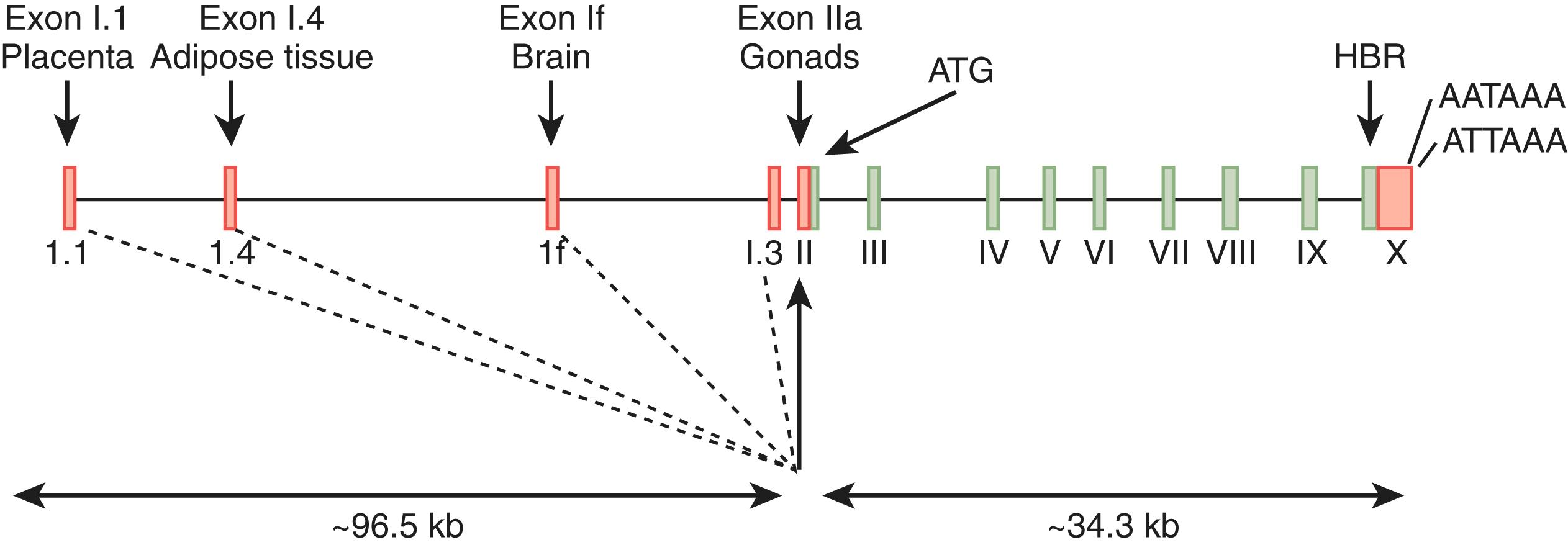 Fig. 4.6, Structure of the human CYP19A1 gene showing the protein-coding exons indicated by Roman numerals and the location of the different 5′-UTR-coding exons and tissue-specific promoters.