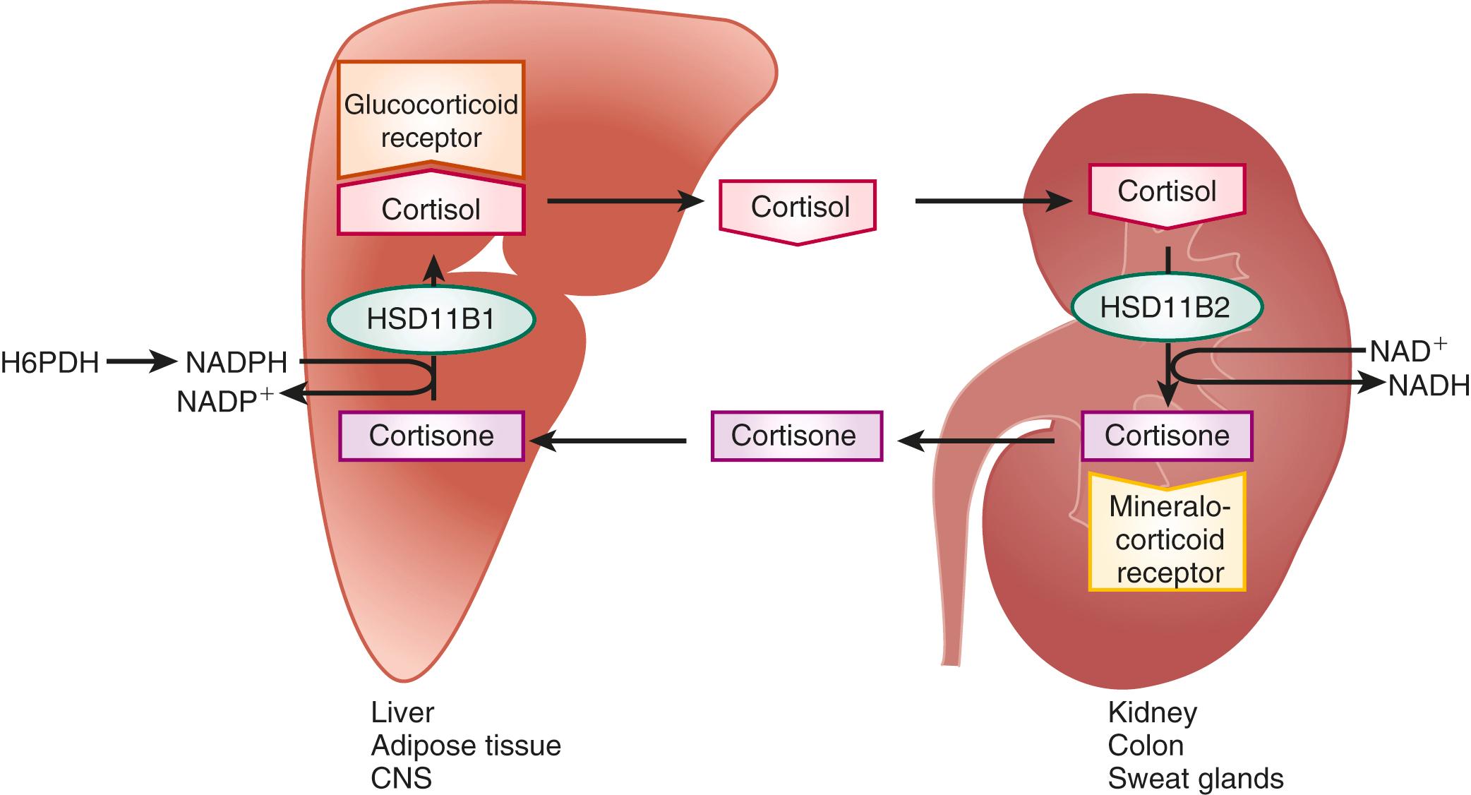 Fig. 4.8, The roles of 11β-HSD types 1 (HSD11B1) and 2 (HSD11B2) in controlling levels of bioactive glucocorticoids.