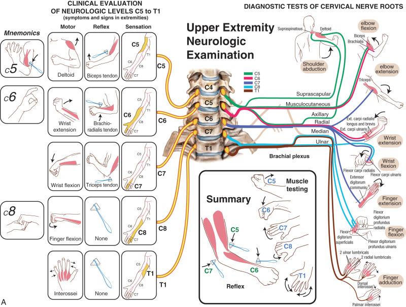 Fig. 127.1, (A and B) Examination of the upper extremity for strength, sensation, and reflexes.