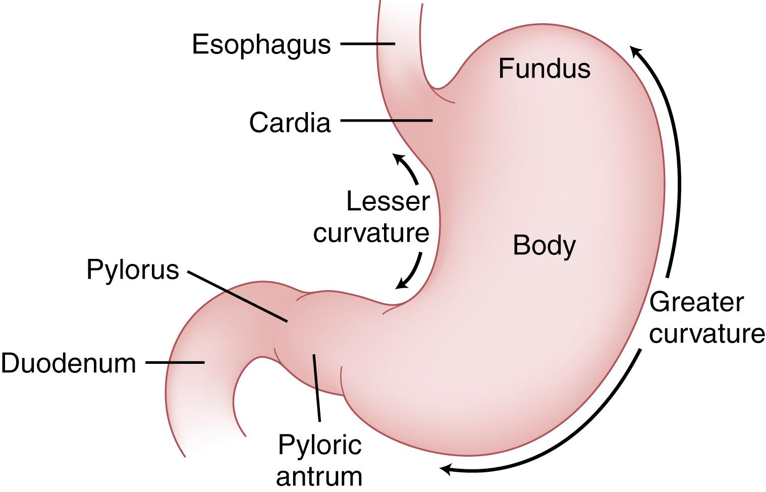 Fig. 49.1, Divisions of the stomach.