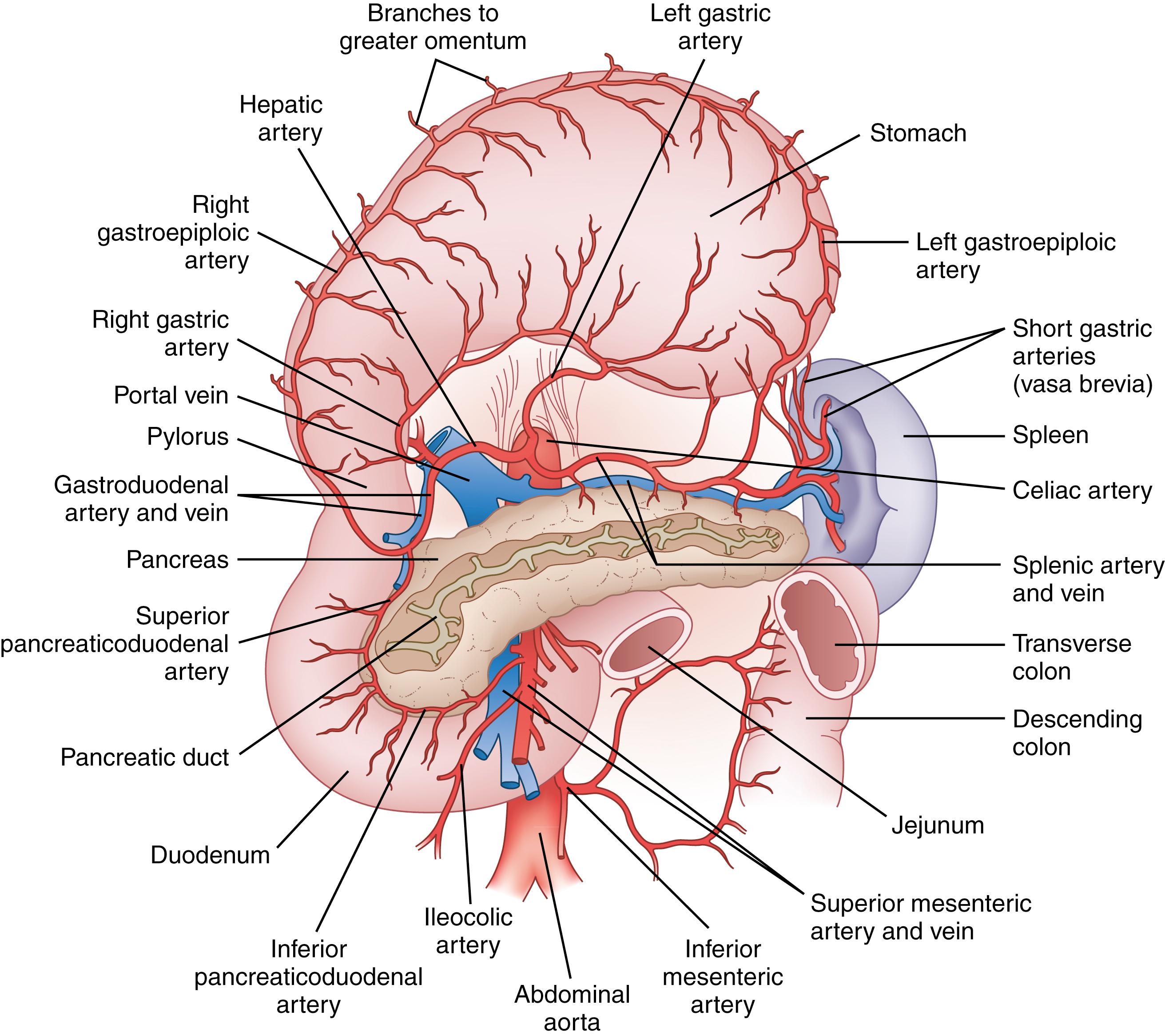 Fig. 49.2, Blood supply to the stomach and duodenum showing anatomic relationships to the spleen and pancreas. The stomach is reflected cephalad.