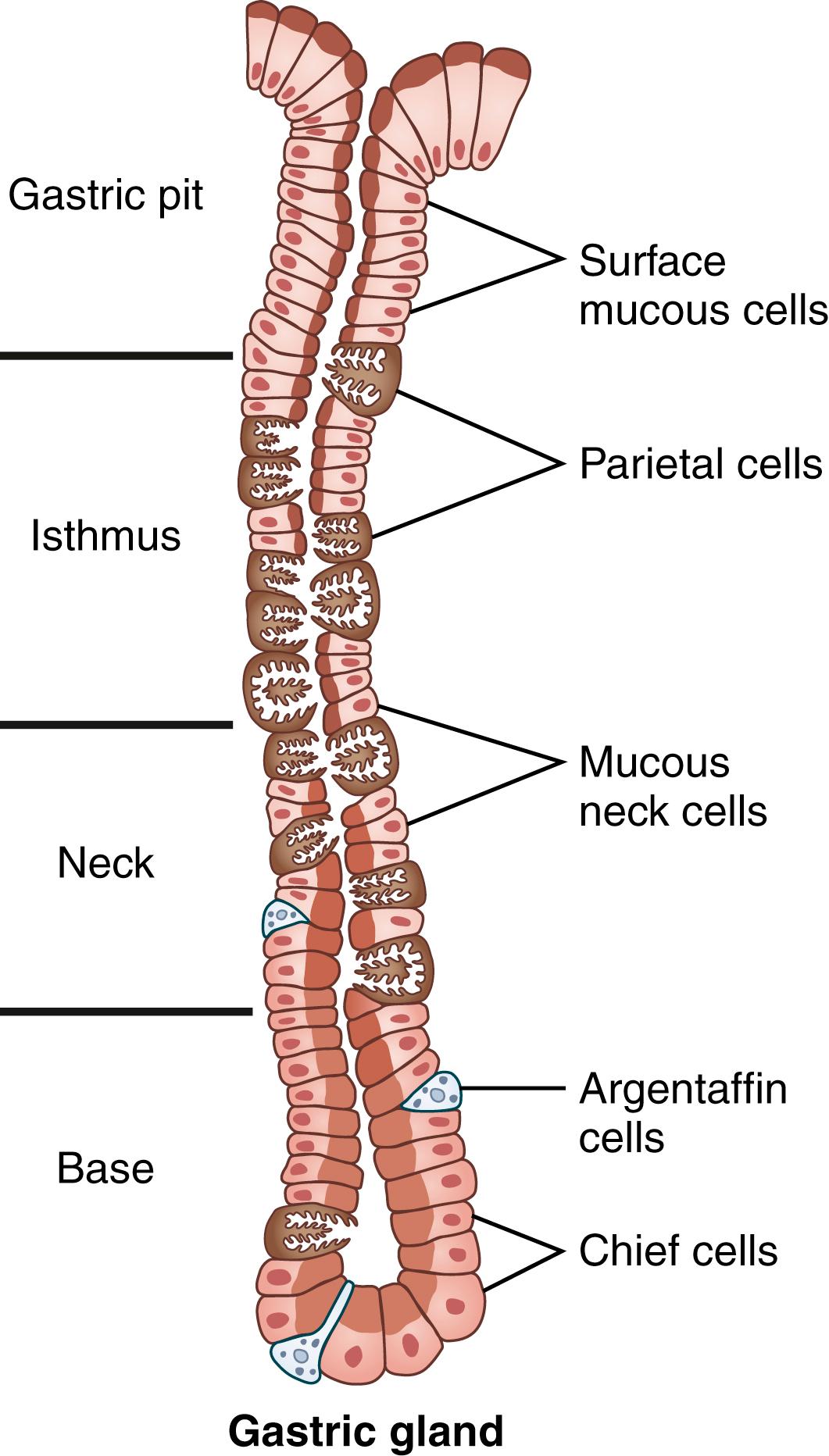 Fig. 49.5, Cells residing within a gastric gland.