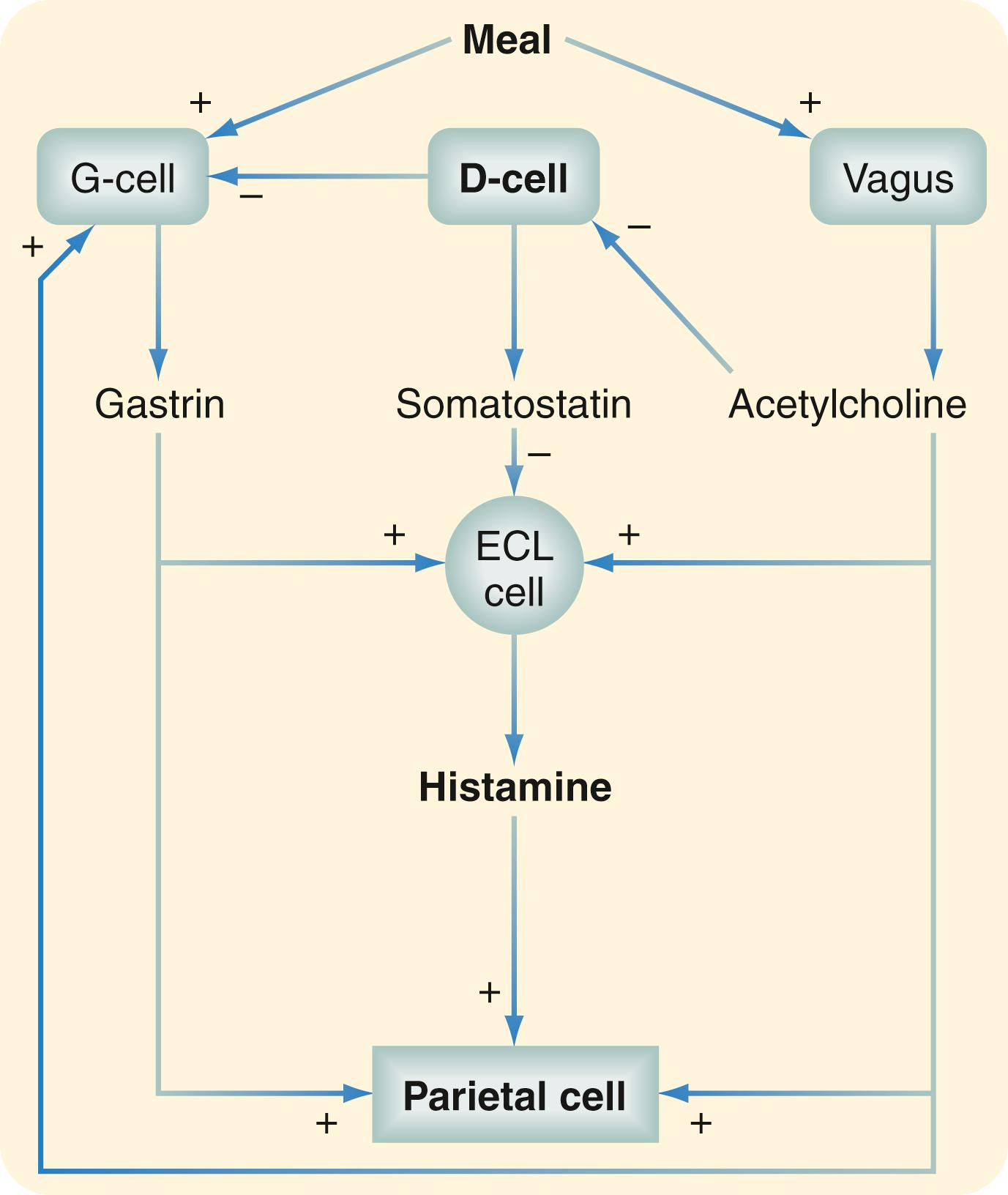 Fig. 49.6, Central role of the enterochromaffin-like (ECL) cell in regulation of acid secretion by the parietal cell. As shown, ingestion of a meal stimulates vagal fibers to release acetylcholine (cephalic phase). Binding of acetylcholine to M 3 receptors located on the ECL cell, parietal cell, and G cell results in the release of histamine, hydrochloric acid, and gastrin. Binding of acetylcholine to M 3 receptors on D cells results in the inhibition of somatostatin release. After a meal, G cells are also stimulated to release gastrin, which interacts with receptors located on ECL cells and parietal cells to cause the release of histamine and hydrochloric acid (gastric phase). Release of somatostatin from D cells decreases histamine release and gastrin release from ECL cells and G cells. In addition, somatostatin inhibits parietal cell acid secretion (not shown). The principal stimulus for the activation of D cells is antral luminal acidification (not shown). The principal stimulus for the activation of D cells is antral luminal acidification (not shown).