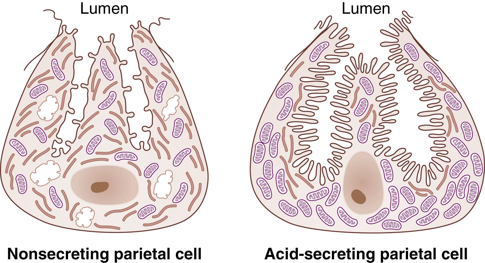 Fig. 49.8, Diagrammatic representation of resting and stimulated parietal cells. Note the morphologic transformation between the nonsecreting parietal cell and stimulated parietal cell, with increases in secretory canalicular membrane surface area.