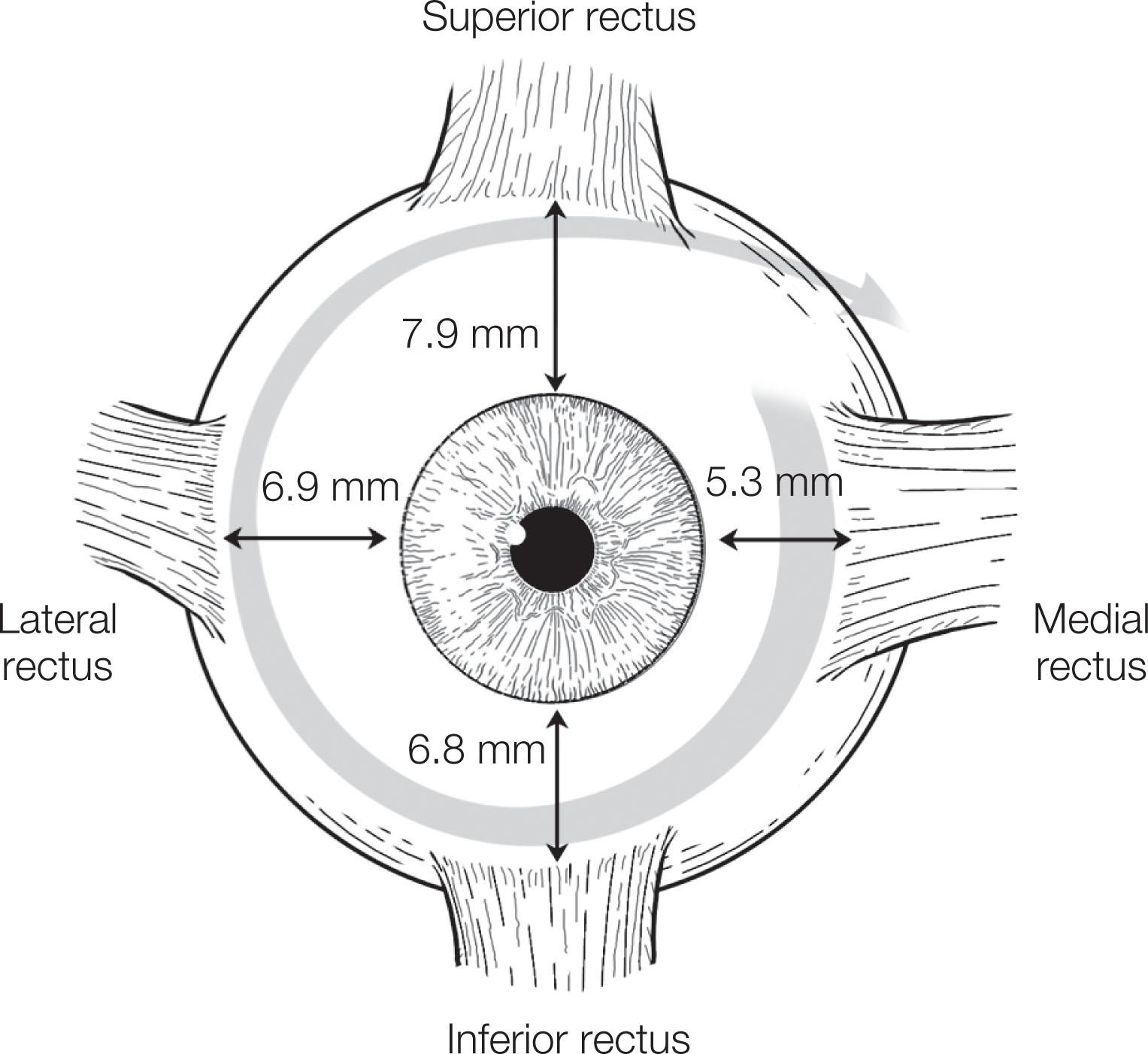 Fig. 88.4, The spiral of Tillaux.