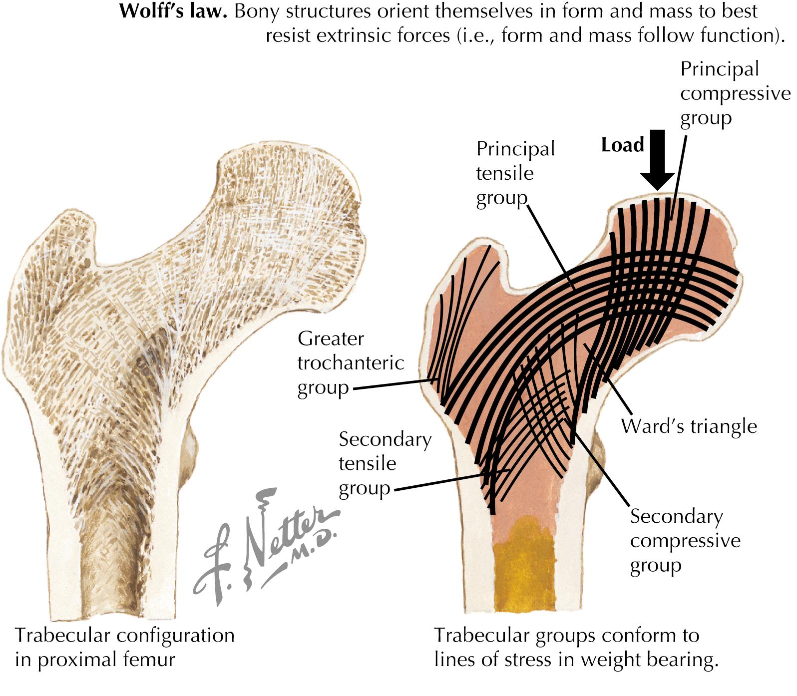 Figure 59.2, Bone architecture in relation to physical stress.