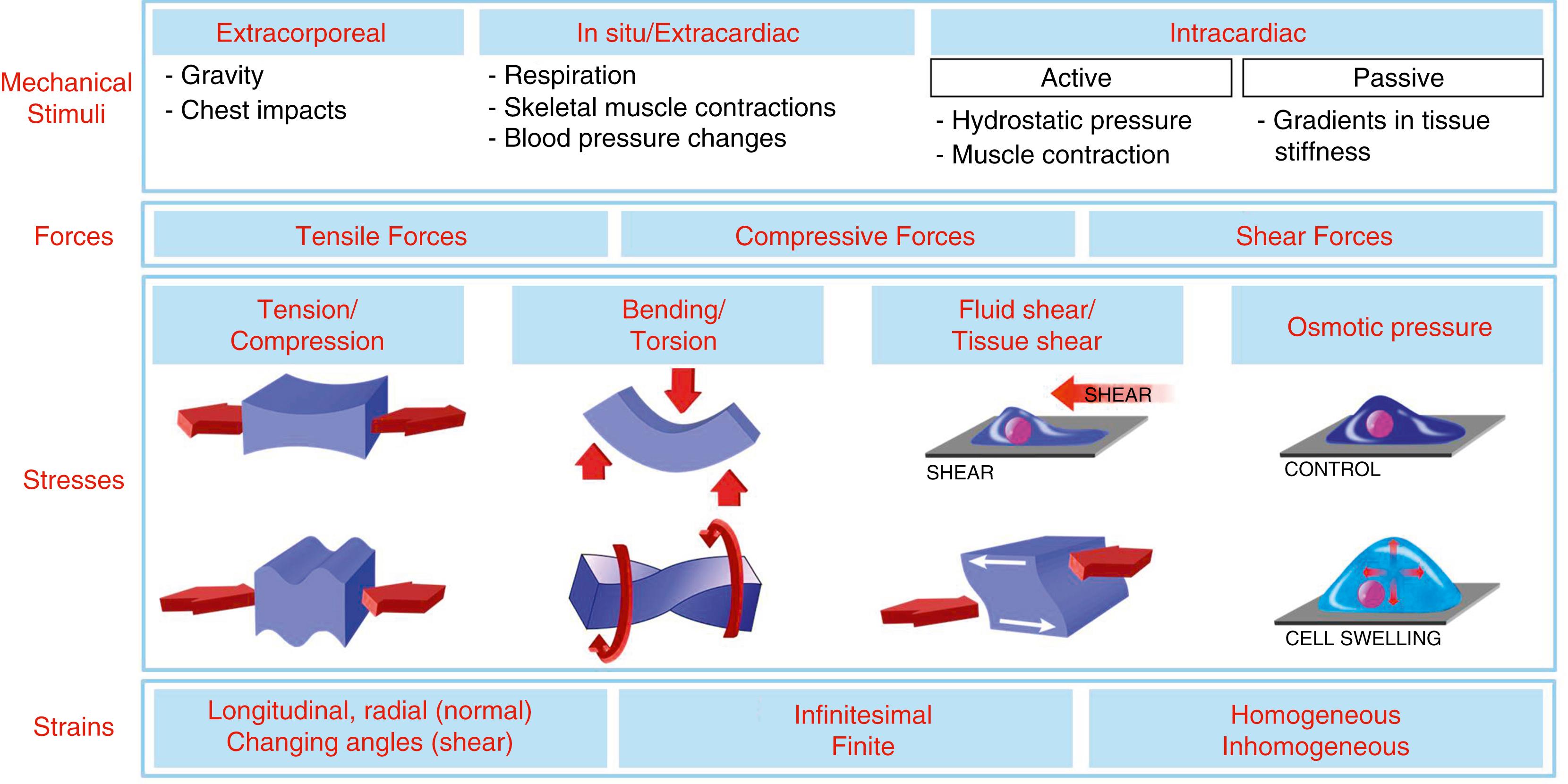 Fig. 14.1, Main cardiac mechanical stimuli together with the associated forces, stresses, and strains.