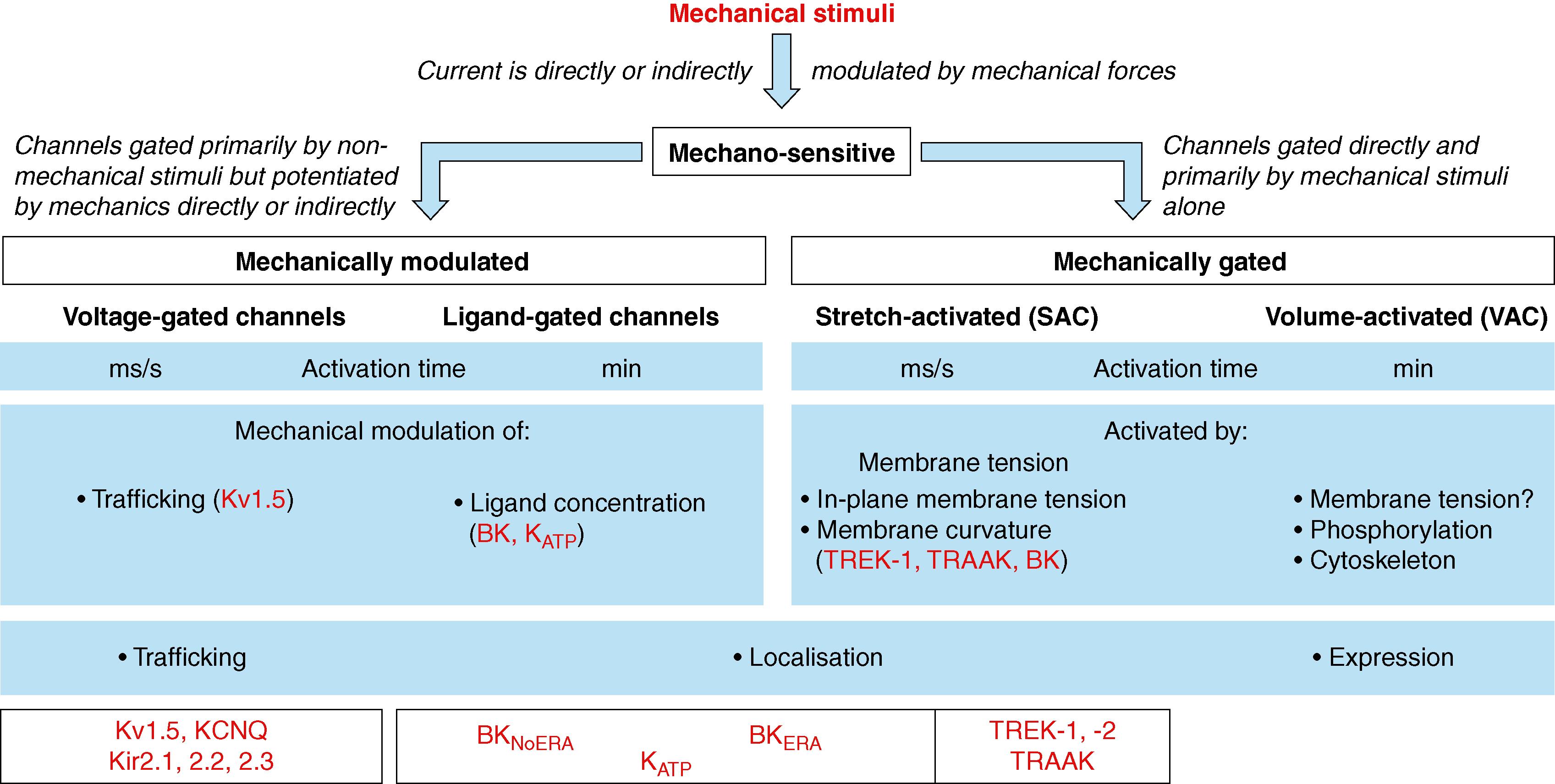 Fig. 14.2, Mechanosensitive ion channels, classified according to their responses to mechanical forces.