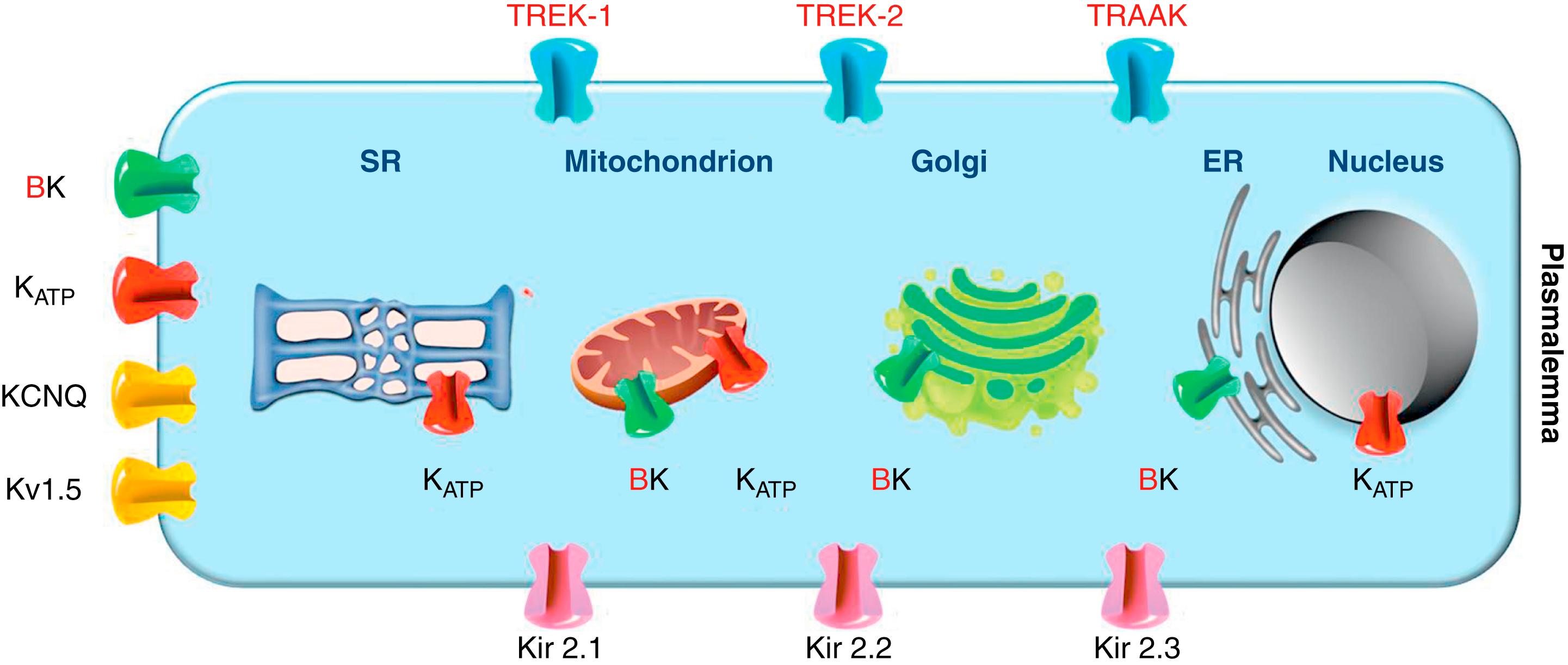 Fig. 14.3, Subcellular localization of mechanosensitive K + channels. Red font indicates stretch-activated channels; black font indicates mechano-modulated channels. (Organelles adapted from F. Aguila [French National Centre for Scientific Research].) ER , Endoplasmic reticulum; SR , sarcoplasmic reticulum.