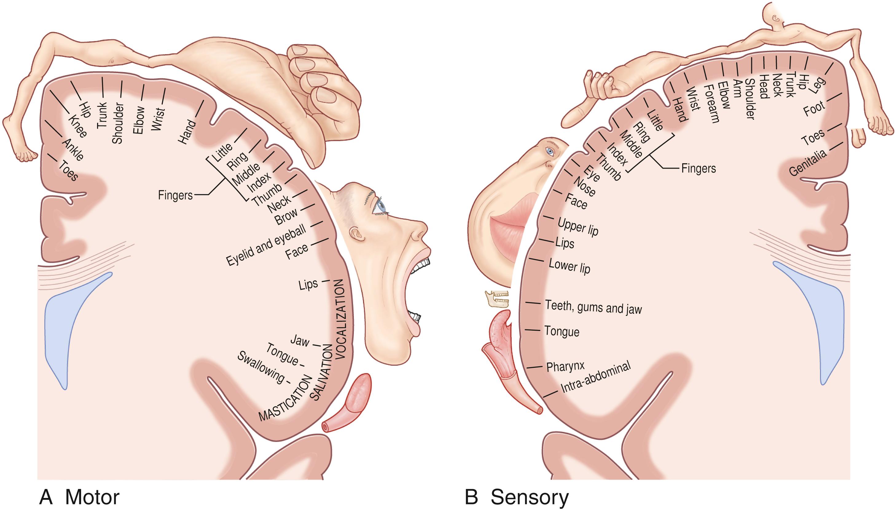 Fig. 37.6, The topographic organization of the primary somatic sensory (A) and motor (B) areas of the cortex. The relative size of each body area represented within the homunculus is indicative of the amount of cortical tissue dedicated to processing sensory (A) or motor (B) information for that body area.