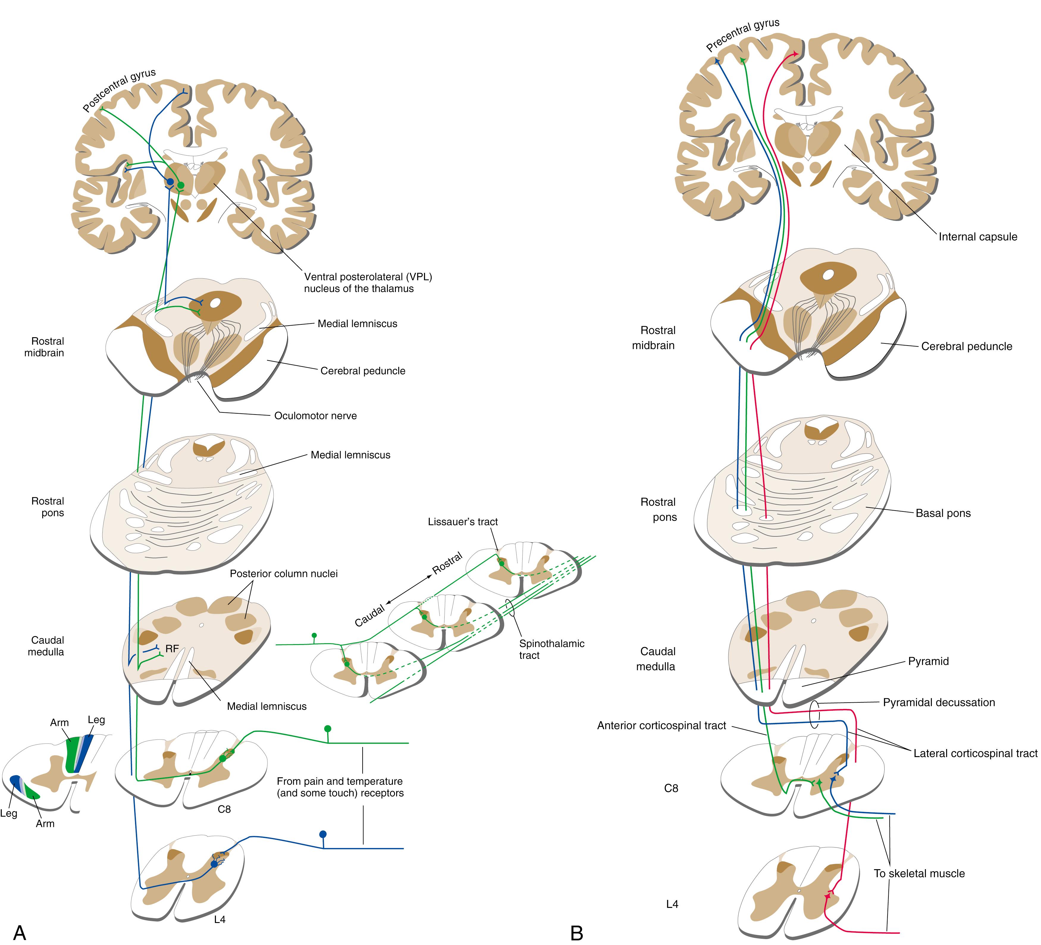 Fig. 37.7, A, Corticospinal tracts. Fibers from the precentral gyrus and other nearby cortical areas descend through the cerebral peduncles, pons, and medullary pyramids; most cross in the pyramidal decussation to form the lateral corticospinal tract. Those that do not cross in the pyramidal decussation form the anterior corticospinal tract; most of these fibers cross in the anterior white commissure before ending in the spinal gray matter. Most corticospinal fibers do not synapse directly on motor neurons; they are drawn that way here for simplicity. B, Spinothalamic tract. Pain, temperature, and some touch and pressure afferents end in the posterior horn. Second- or higher-order fibers cross the midline, form the spinothalamic tract, and ascend to the ventral posterolateral (VPL) nucleus of the thalamus (and also to other thalamic nuclei not shown). Thalamic cells then project to the somatosensory cortex of the postcentral gyrus, to the insula, and to other cortical areas (also not shown). Along their course through the brainstem, spinothalamic fibers give off many collaterals to the reticular formation (RF). The inset to the left shows the lamination of fibers in the posterior columns and the spinothalamic tract in a leg–lower trunk–upper trunk–arm sequence. The inset to the right shows the longitudinal formation of the spinothalamic tract. Primary afferents ascend several segments in Lissauer’s tract before all of their branches terminate; fibers crossing to join the spinothalamic tract do so with a rostral inclination. As a result, a cordotomy incision at any given level will spare most of the information entering the contralateral side of the spinal cord at that level, and to be effective, the incision must be made several segments rostral to the highest dermatomal level of pain.