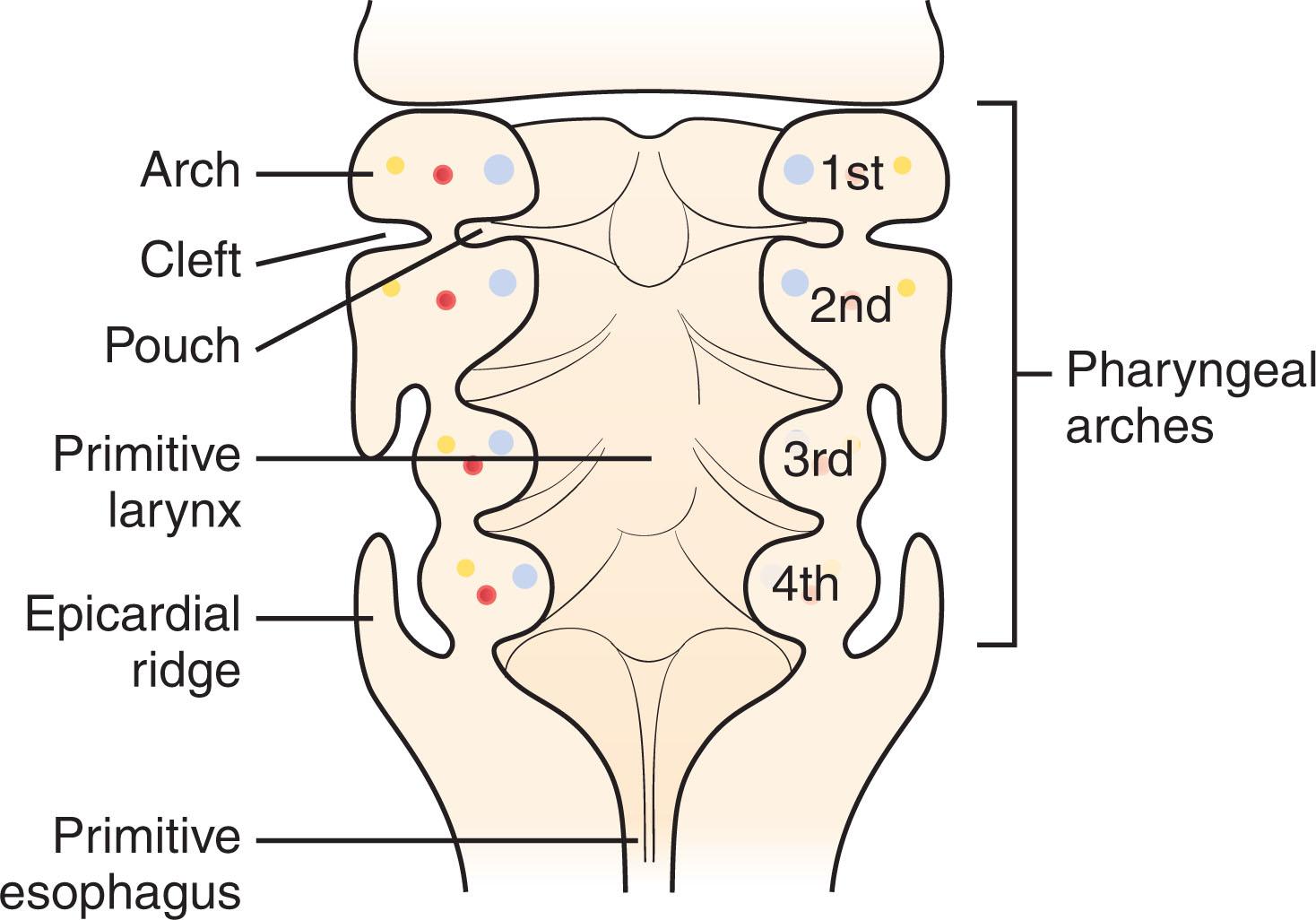 Fig. 61.1, Branchial Cleft Anomalies.
