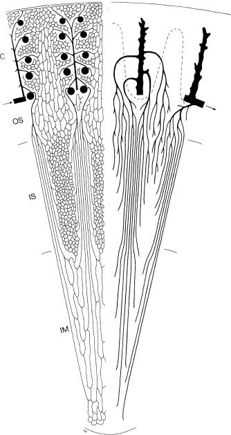 Figure 20.3, Schematic of the microvasculature of the rat kidney