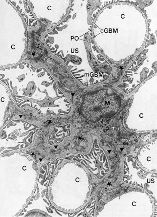Figure 20.34, Section through a glomerular lobule (rat).