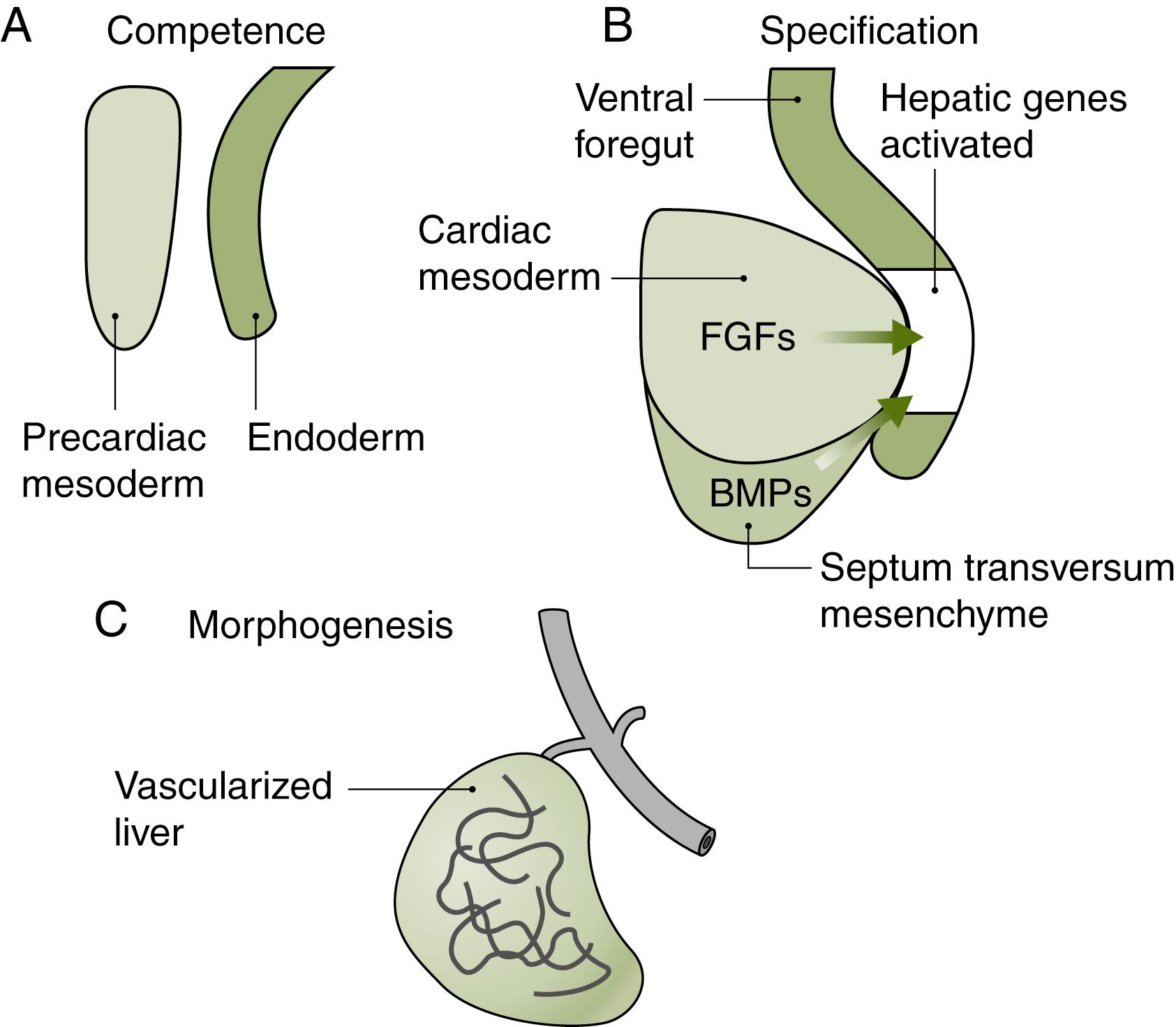 Fig. 67.1, Schematic of Very Early Vertebrate Liver Development.