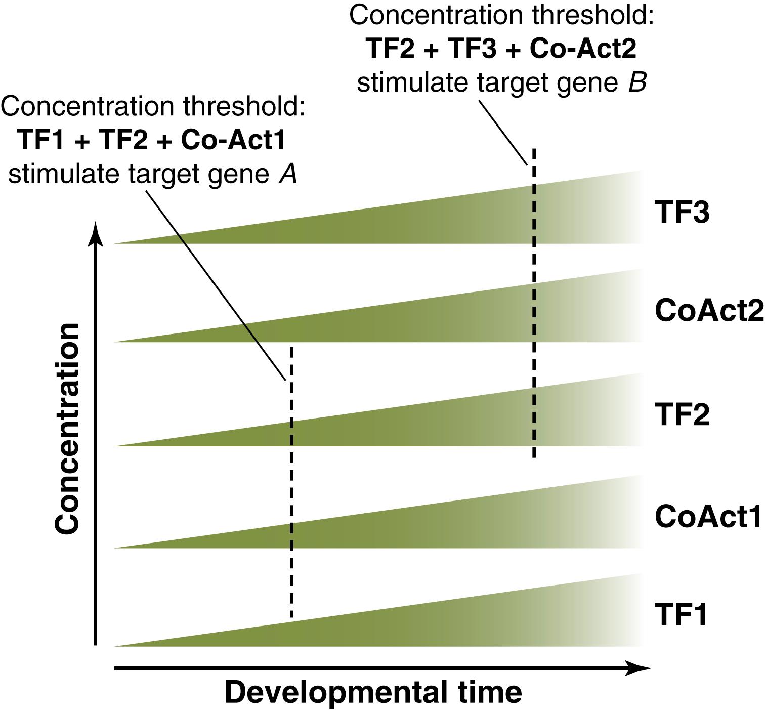 Fig. 67.2, Time and threshold model governing the transcriptional control of liver development. Concentration of transcription factors and their partners increases over time. As these increase, increasing local concentrations can be achieved, allowing for increased regulation of gene expression.