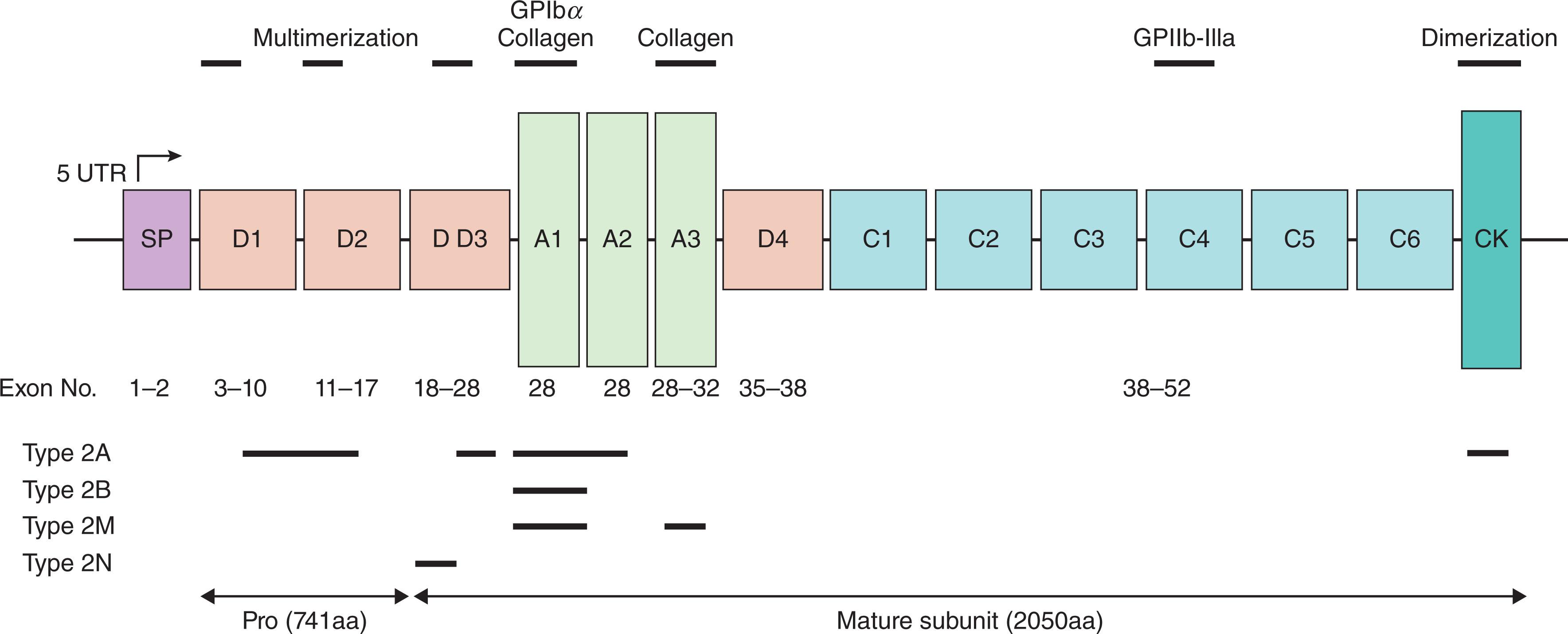 Figure 133.5, FUNCTIONAL DOMAINS OF VON WILLEBRAND FACTOR AND LOCATION OF TYPE 2 VON WILLEBRAND DISEASE (VWD) VARIANTS.