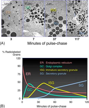 Fig. 39.12, (A) Electron micrographs of sliver grains over different acinar cell compartments as a function of time showing a pulse of nascent protein moving through the cell. (B) Quantification of silver grains over acinar cell compartments over time.