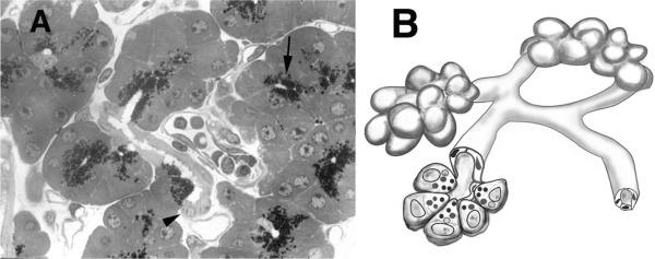 Fig. 39.2, Organization of the pancreatic acinus. (A) Groups of acinar cells identified by electron-dense ( black ) zymogen granules at their apical pole ( arrow ) empty their contents into the lumen which connects to small ducts lined by cuboidal cells ( arrowhead ). (B) Cartoon demonstrating gland organization; note that acinar groups sometimes surround the duct and do not form a terminal gland.