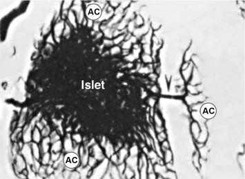 Fig. 39.4, Pancreatic portal system flows from islets directly to acinar cells. This vascular wax-cast scanning electron micrograph shows efferent blood vessels arising in the pancreatic islet flowing to vessels supplying acinar cells (positions marked AC).