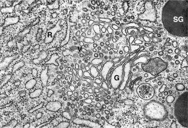 Fig. 39.9, Major compartments of the pancreatic acinar cell protein biosynthetic pathway shown by transmission electron microscopy include the rough endoplasmic reticulum (R: lumen RER), vesicular carriers (V), the Golgi complex (G), and storage granules (S). Transitional ER is indicated by the arrow .