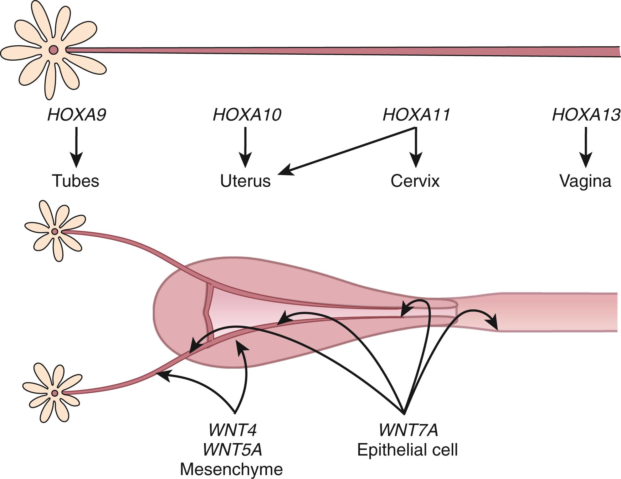 Fig. 10.1, Expression patterns of HOX and WNT genes in the female reproductive tract during development.