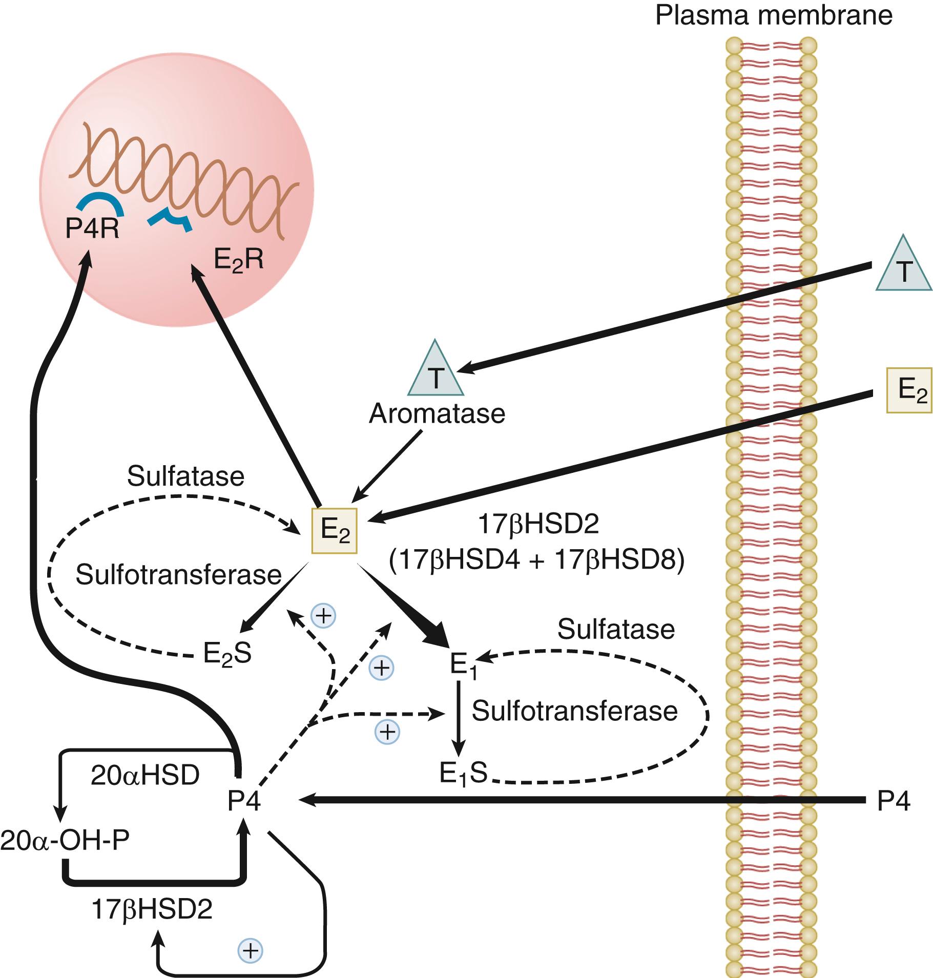 Fig. 10.5, Steroid metabolism and action in the endometrium. P4 prevents the E 2 -stimulated translocation of cyclin Di and Cdk4 into the nucleus while activating Cdk2, a cyclin A kinase, which inhibits the mitogen effects of E 2 . + , Stimulation; − , inhibition; E 1 , estrone; E 1 S, estrone sulfate; E 2 , estradiol; E 2 R , estrogen receptor; E 2 S , estradiol sulfate; HSD , hydroxysteroid dehydrogenase; P4 , progesterone; P 4 R , progesterone receptor; T , testosterone.