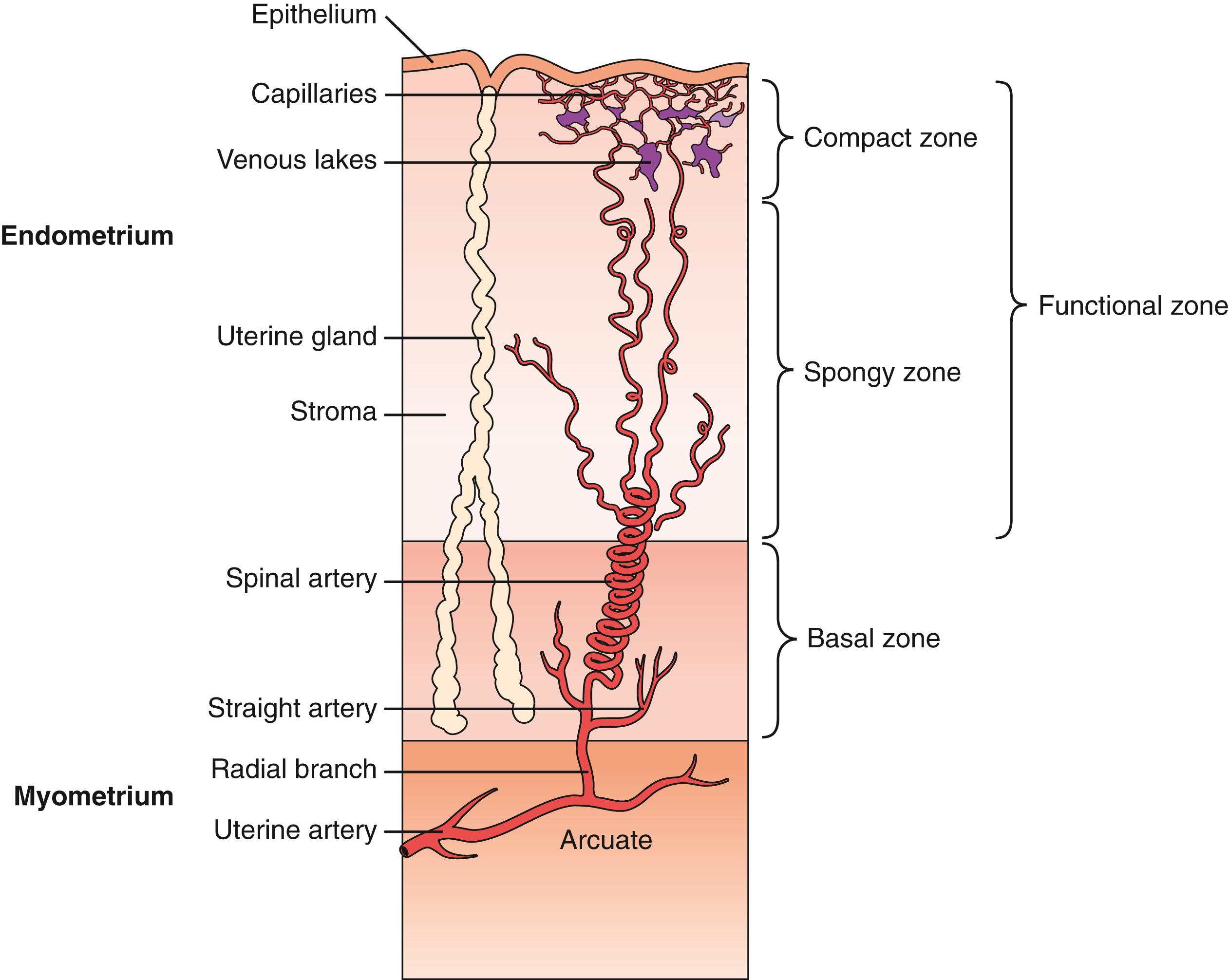 Fig. 10.6, Histologic organization of secretory-phase human endometrium.