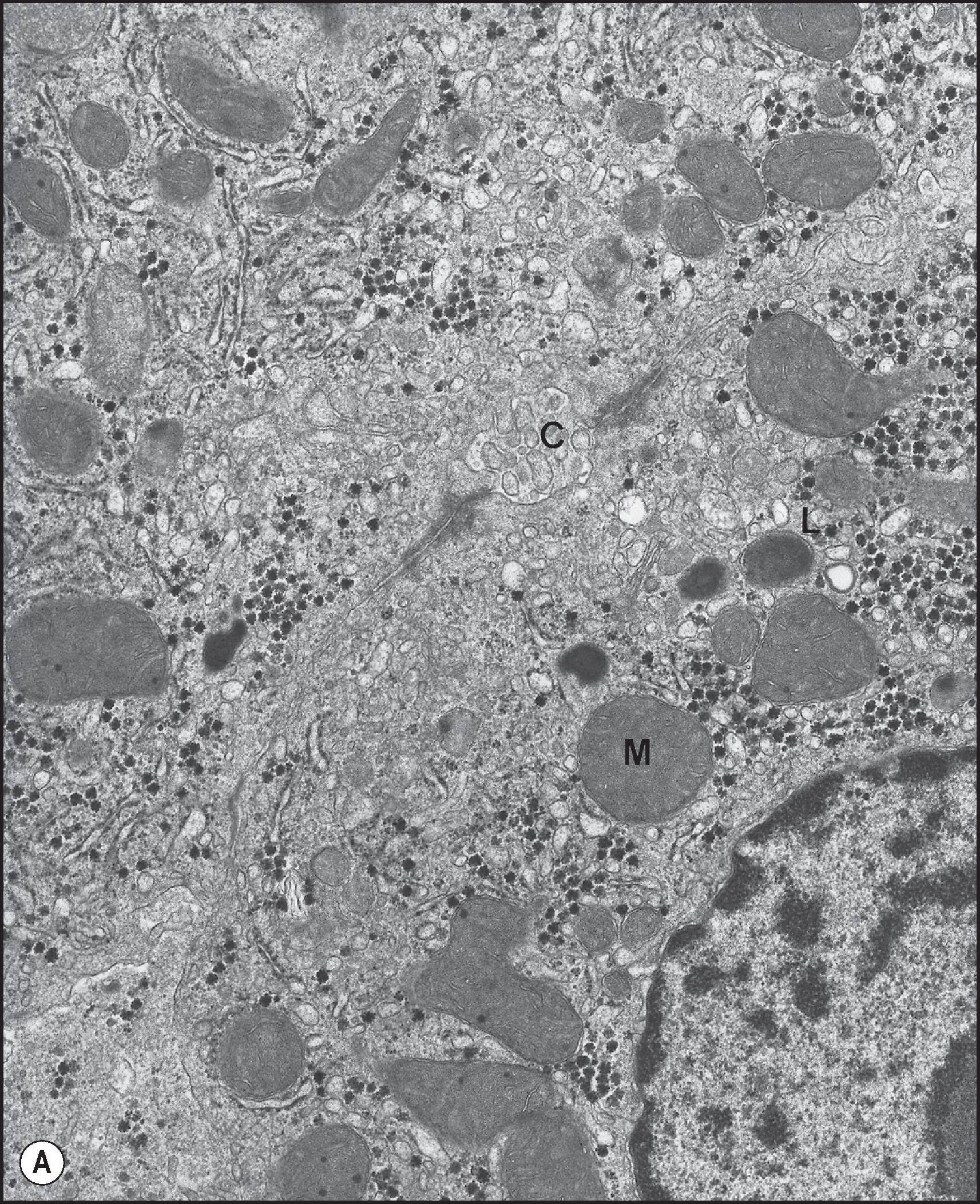 Figure 1.11, (A) Transmission electron micrograph (TEM) illustrating cytoplasmic organelles, nucleus and bile canaliculus (C) between two adjacent hepatocytes. L, Lysosomes; M, mitochondria. (Human liver; ×23,000.) (B) TEM illustrating rough endoplasmic reticulum (RER) and mitochondria (M) with matrix granules. Part of the nucleus (N) with inner and outer membrane also shown. (Human liver, ×36,800.)