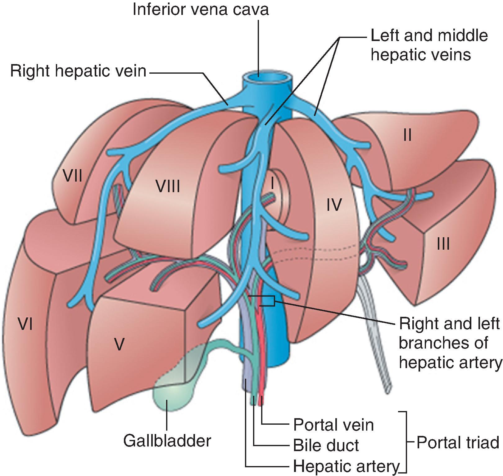 Figure 1.5, Segmentation of the liver based on principal divisions of the portal vein and hepatic artery (see text for numbers).