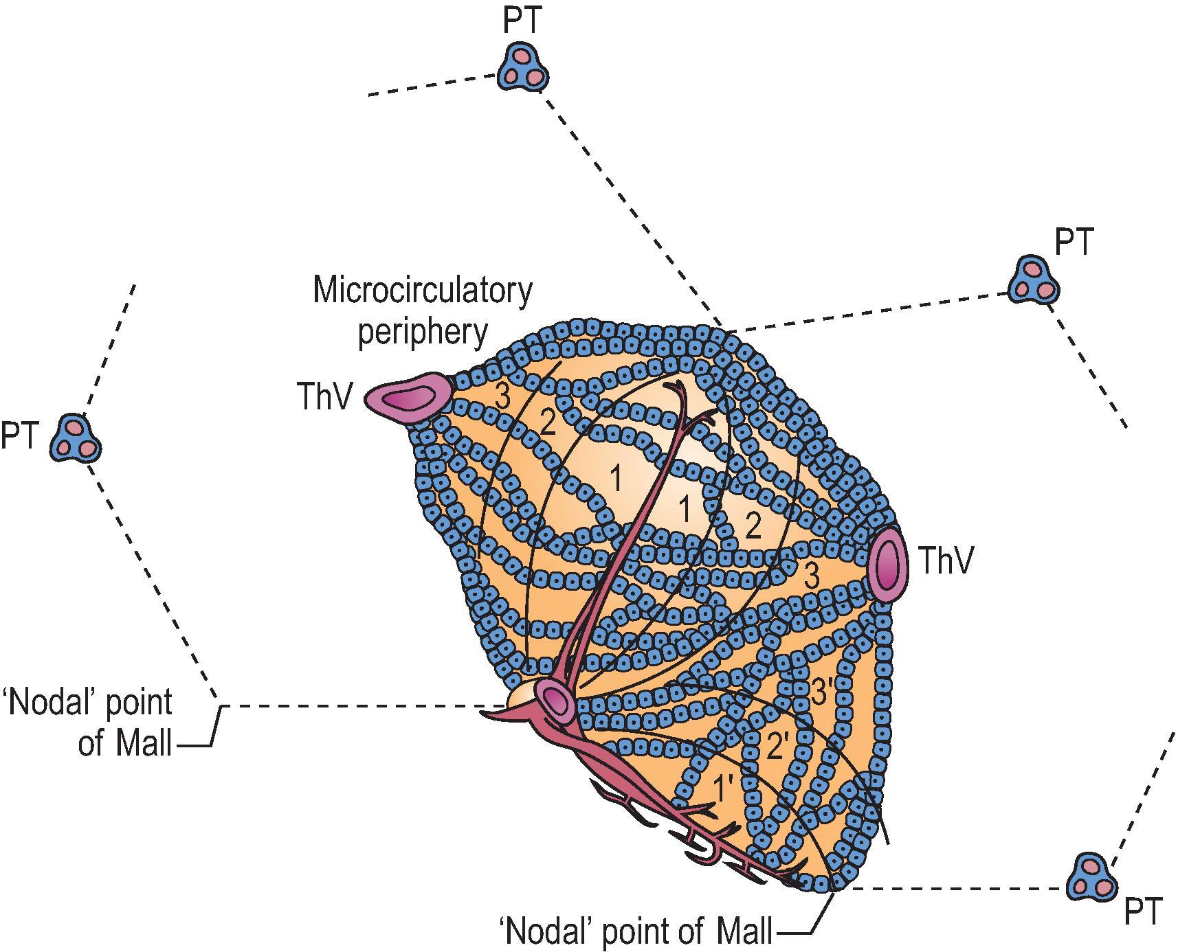 Figure 1.6, Diagrammatic representation of the simple acinus and the zonal arrangement of hepatocytes. Two neighbouring ‘classic lobules’ are outlined by dashed lines ; back-to-back triangular acini occupy adjacent sectors of the two lobules. An inlet venule from a portal tract forms the base of apposing acini. At the opposite end of the acinar base, the nodal points of Mall represent the vascular watershed areas between inlet venules from neighbouring acini. A terminal hepatic vein constitutes the apex of the multiple acini within any given lobule. Zones 1, 2 and 3 represent areas which receive blood progressively poorer in nutrients and oxygen; zone 3 represents the microcirculatory periphery, and the most peripheral portions of zone 3 from adjacent acini form the perivenular area. PT , Portal tract; ThV , terminal hepatic vein (central vein of ‘classic lobule’); 1, 2, 3 , microcirculatory zones; 1′, 2′, 3 ′ , microcirculatory zones of neighbouring acinus.