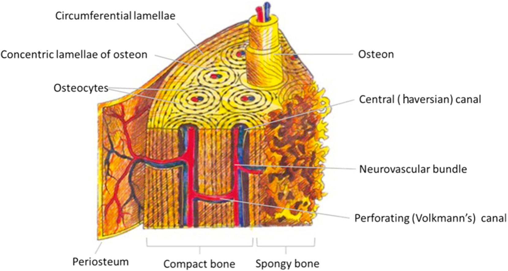 Fig. 1.1, A depiction of the ultrastructural characteristics of bone. For clarity, 2 or 3 concentric lamellae are shown to represent the osteon; normally, the osteon is composed of 5 to 20 concentric lamellae. (Drawing by Alexandru Margarit and labeling by Alan Rosenberg. Printed with permission. All rights reserved.)