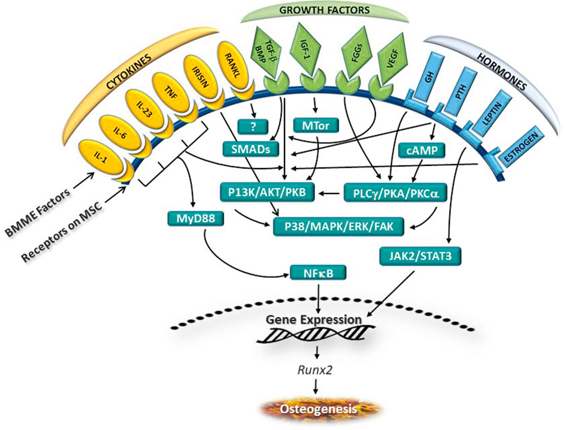 Fig. 1.2, A simplified illustration of activation of molecular signaling cascades by soluble factors in the bone marrow that regulate mesenchymal stem cell differentiation into bone-producing cells. Cytokines, growth factors, and hormones within the bone marrow microenvironment (BMME) bind to their respective cognate receptors on the mesenchymal stem cell plasma membrane, initiating activation of signaling pathways that promote gene expression for differentiation of mesenchymal stem cells into cells that regulate osteoclastogenesis. More detailed discussion of soluble factors in the bone marrow microenvironment that regulate osteoclastogenesis is provided by Amarasekara et al . 8 and Sobacchi et al. 9