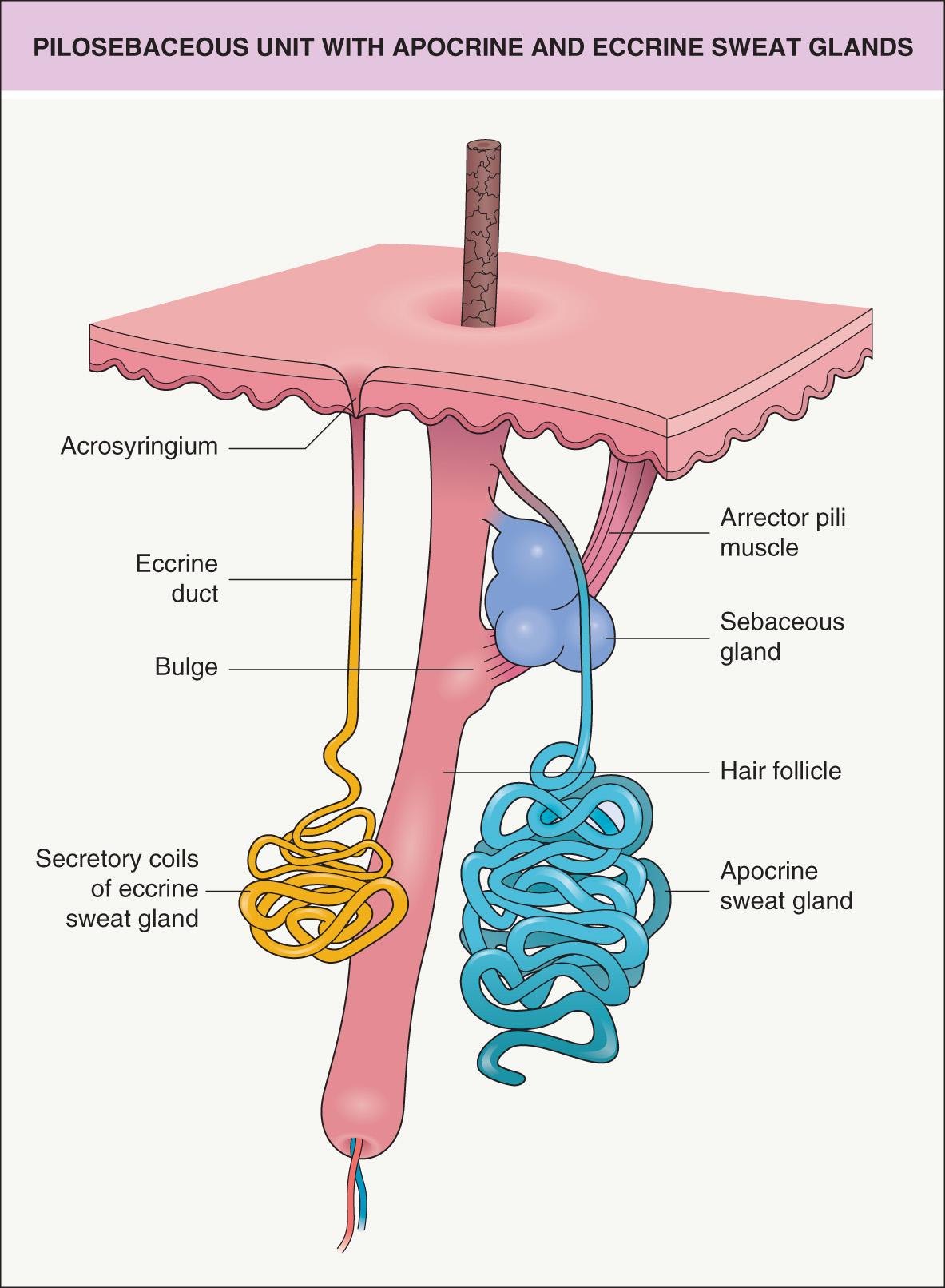 Fig. 35.1, Pilosebaceous unit with apocrine and eccrine sweat glands.