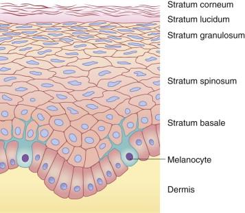 Figure 2.2, The cell layers of the epidermis.