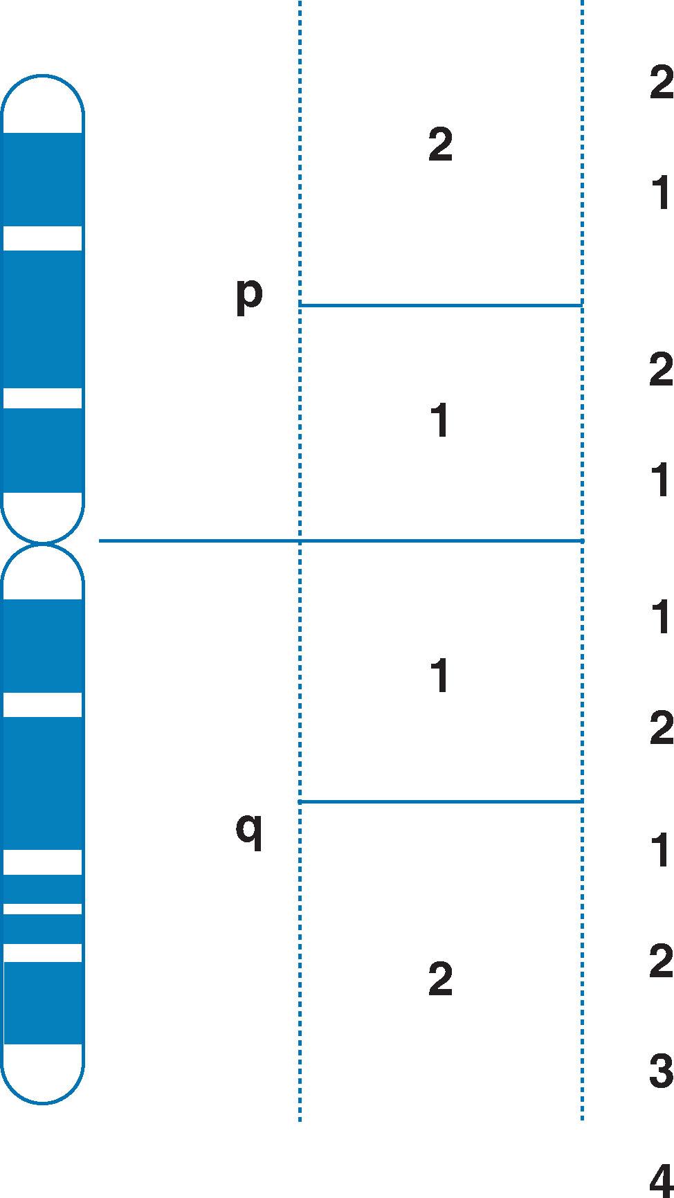 Fig. 1.1, Diagrammatic representation of the X chromosome. Note that the short arm (referred to as p ) and the long arm (referred to as q ) are each divided into two main segments labelled 1 and 2, within which the individual bands are also labelled 1, 2, 3, etc.