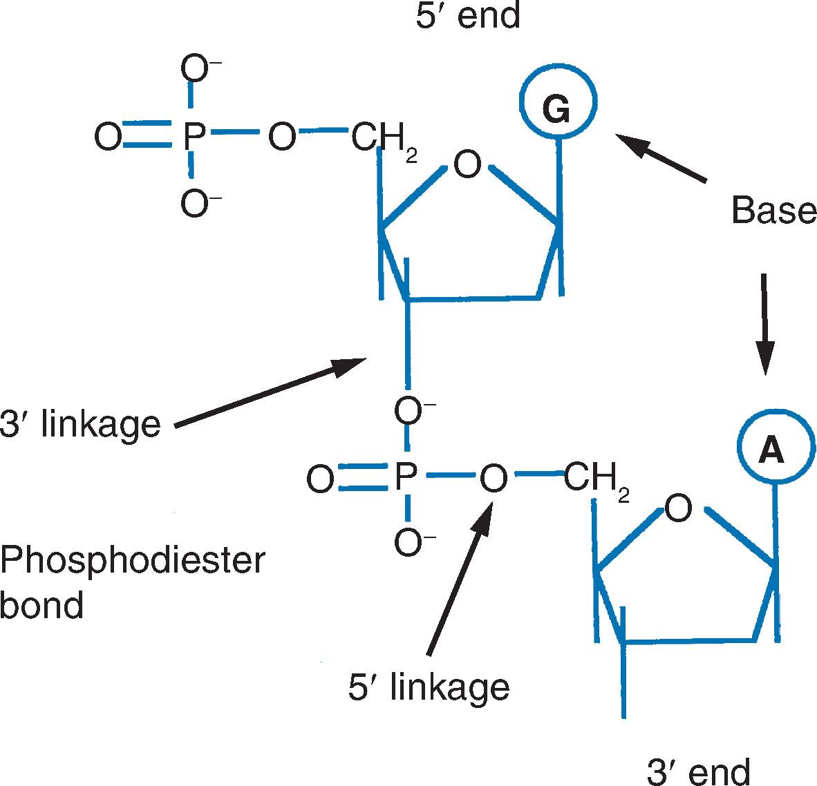 Fig. 1.2, The sugar phosphate backbone of DNA.