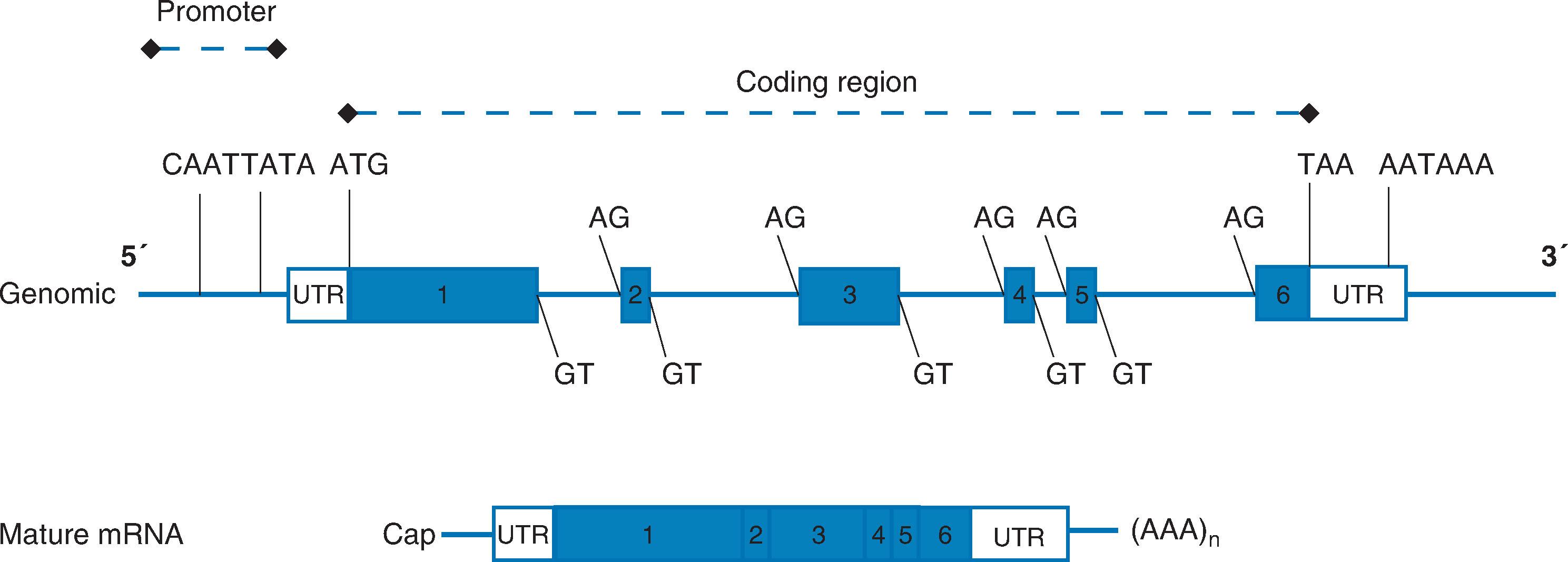 Fig. 1.3, Schematic representation of generalised gene structure. The upper panel shows the genomic organisation of a typical gene (with a variety of key features indicated) and the lower panel the messenger RNA (mRNA) resulting from the transcription of this gene. Key features indicated include the consensus splice sites GT (donor) and AG (acceptor), the initiation codon (ATG), the stop codon (TAA) and polyadenylation signal (AATAAA). Typical promoter motifs are indicated (CAAT and TATA) together with 5′ and 3′ untranslated regions (UTR). Mature mRNAs have a protective 5′ cap (a guanosine nucleotide connected to the mRNA by means of a 5′ to 5′ triphosphate linkage).