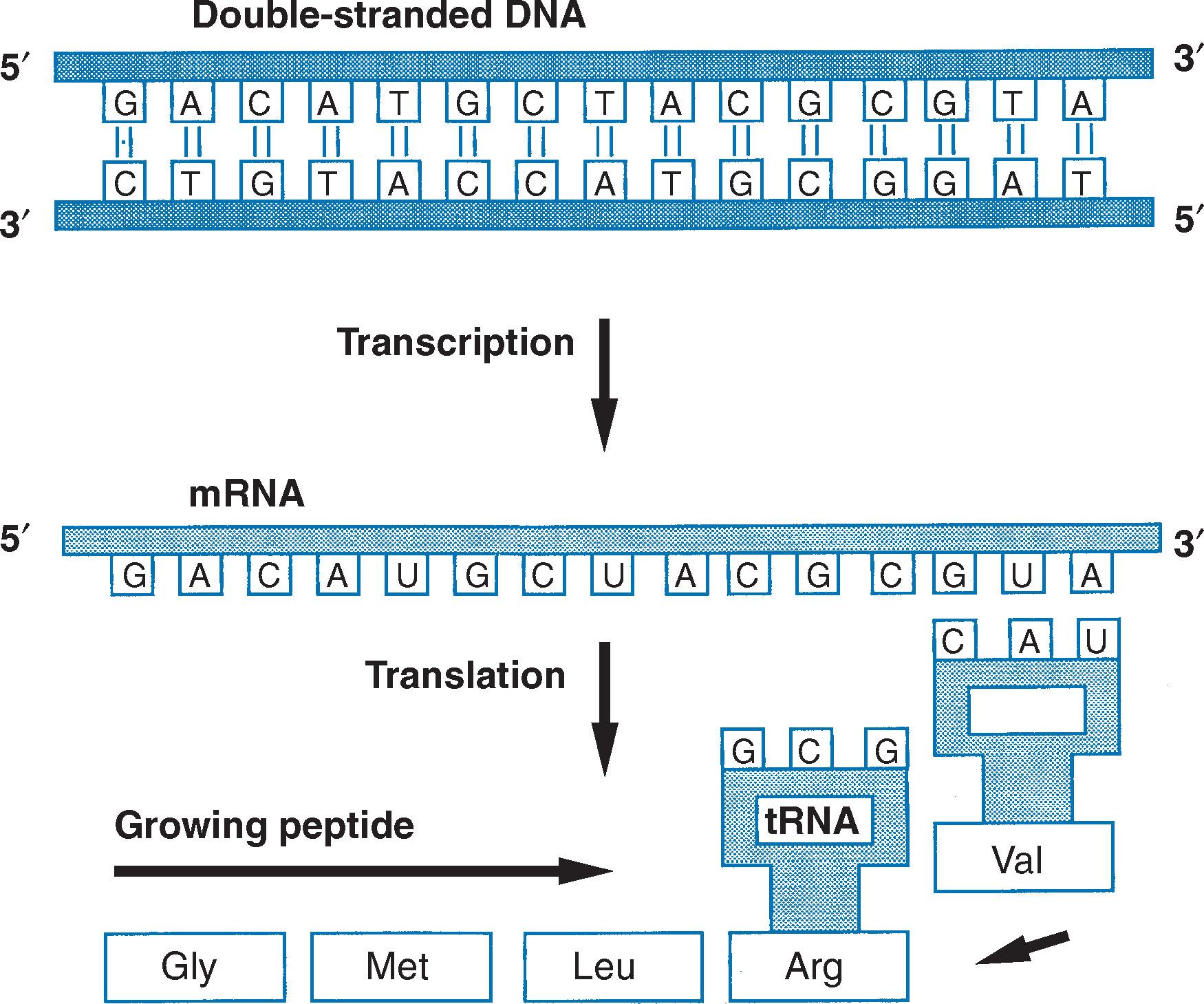 Fig. 1.4, Transcription and translation. Double-stranded DNA is transcribed forming a complementary single-stranded molecule of RNA. The mRNA is translated by transfer RNA (tRNA) to form the peptide chain.