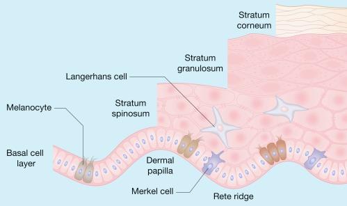 Figure 2.4, Epidermis.