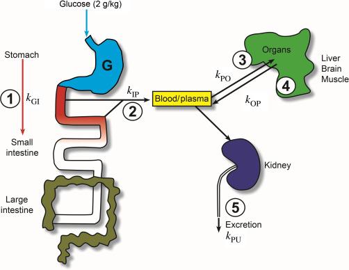 Fig. 46.1, Factors regulating absorption and distribution of glucose after an oral glucose tolerance test. This diagram shows the distribution of glucose during an OGTT. After ingestion of 2 g of glucose/kg body weight the contents of the stomach empty into the small intestine (#1) at a rate k GI and is absorbed from the duodenum into plasma at a rate k IP . The subsequent concentration of glucose in plasma (blood) depends on the rate of uptake and release in organs (including liver, brain, and muscle) (#3 k PO and #4 k OP ). The rate of release from these organs depends on the activity of transporters (GLUTs) and the intracellular glucose concentration that in turn depends on intracellular metabolism. Finally, the plasma concentration depends on the rate of glucose excretion into the urine (#5, k PU ). Missing from this scheme is the effect of neural and endocrine affecting glucose homeostasis.